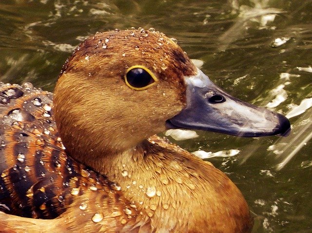 Unduh gratis Duck Water The Mallard - foto atau gambar gratis untuk diedit dengan editor gambar online GIMP