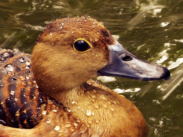 Free download Duck Water The Mallard -  free photo or picture to be edited with GIMP online image editor