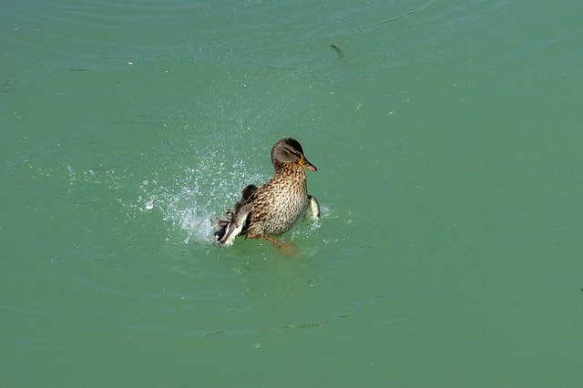 Muat turun percuma Duck Wild Ducks Teal - foto atau gambar percuma percuma untuk diedit dengan editor imej dalam talian GIMP