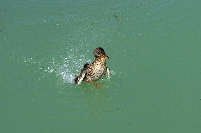 Tải xuống miễn phí Duck Wild Ducks Teal - ảnh hoặc ảnh miễn phí miễn phí được chỉnh sửa bằng trình chỉnh sửa ảnh trực tuyến GIMP