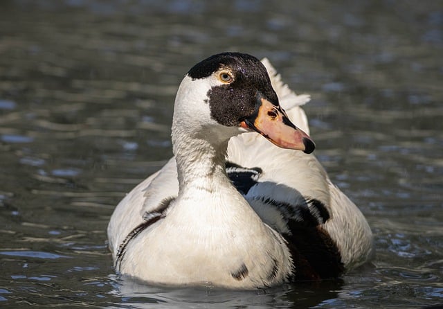 Free download duck wild duck waterfowl close up free picture to be edited with GIMP free online image editor