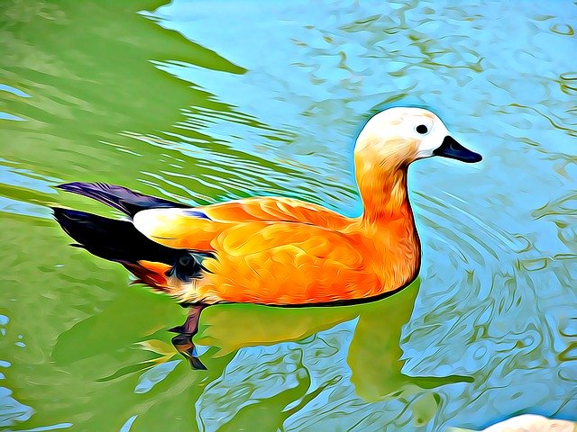 Free download Duck Winged Bird -  free illustration to be edited with GIMP free online image editor