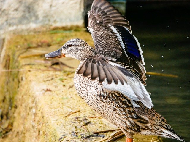 Download grátis Duck Wings Flight - foto ou imagem gratuita para ser editada com o editor de imagens online GIMP