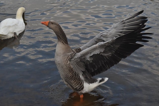 Free download duck wing water stretching duck free picture to be edited with GIMP free online image editor