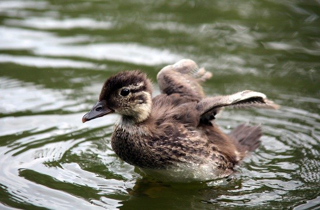 Descărcare gratuită Duck Young Flying - fotografie sau imagini gratuite pentru a fi editate cu editorul de imagini online GIMP