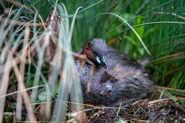 Bezpłatne pobieranie Dug Bird Blackbird - darmowe zdjęcie lub obraz do edycji za pomocą internetowego edytora obrazów GIMP