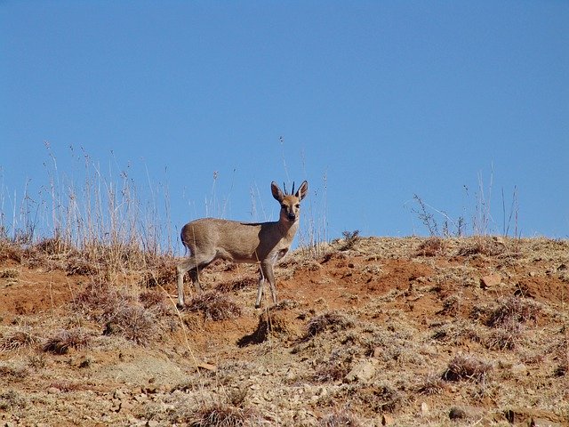 免费下载 Duiker Antelope Africa - 使用 GIMP 在线图像编辑器编辑的免费照片或图片