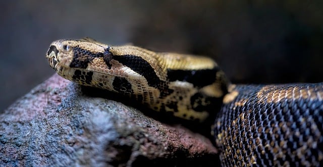 הורדה חינם של dumeril s boa snake boa תמונה בחינם לעריכה עם עורך תמונות מקוון בחינם של GIMP