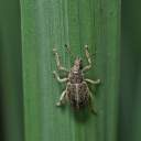 DUMP BEETLE Theme  screen for extension Chrome web store in OffiDocs Chromium