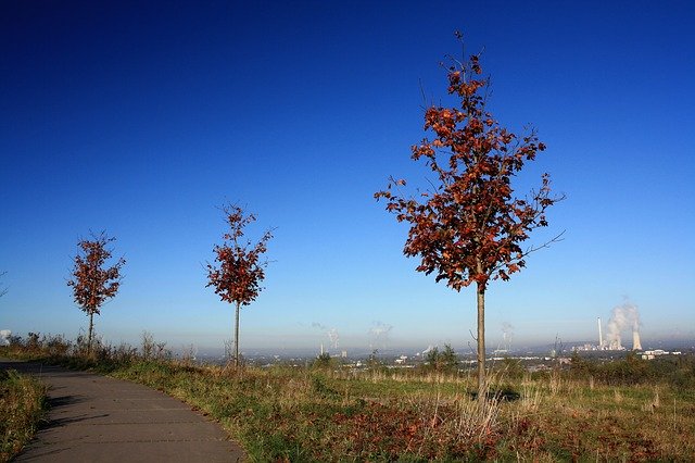 Free download Dump Distant View Trees Fall -  free photo or picture to be edited with GIMP online image editor