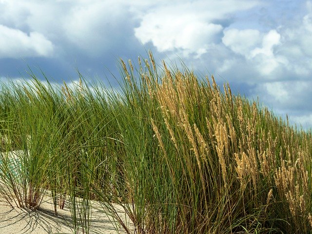 Free download Dune Grass Marram Sea Baltic -  free photo or picture to be edited with GIMP online image editor