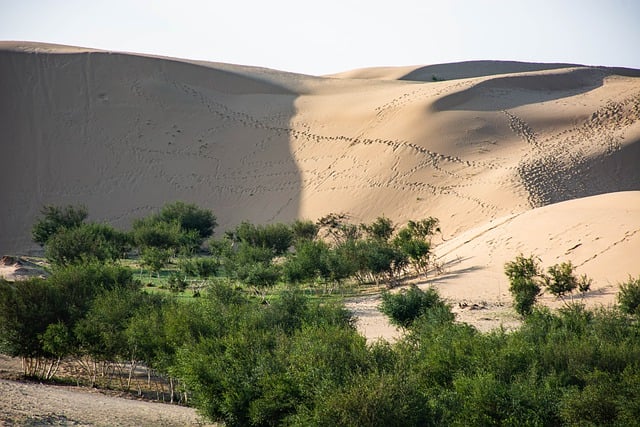 Free download dunes trees nature sand mongolia free picture to be edited with GIMP free online image editor