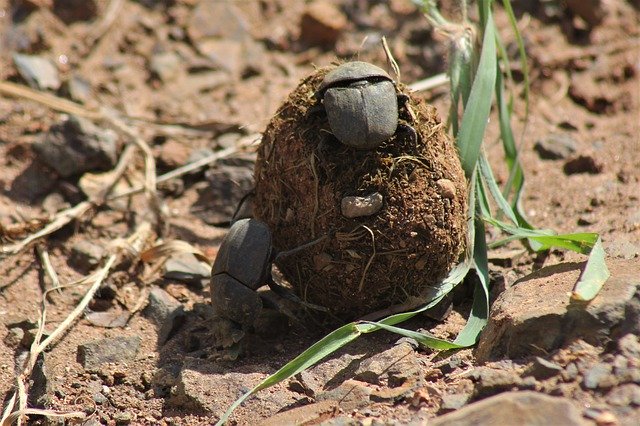 دانلود رایگان Dung Beetle Rollers - عکس یا تصویر رایگان قابل ویرایش با ویرایشگر تصویر آنلاین GIMP