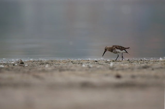 Free download dunlin bird animal wildlife free picture to be edited with GIMP free online image editor