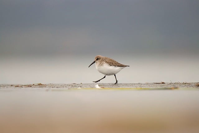 Free download dunlin bird nature animal avian free picture to be edited with GIMP free online image editor
