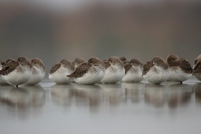 Free download dunlin birds animals wildlife free picture to be edited with GIMP free online image editor