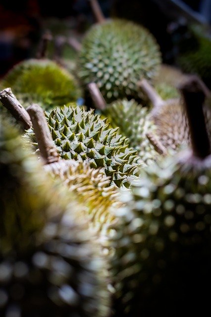 Download gratuito di Durian Green Sweet: foto o immagine gratuita da modificare con l'editor di immagini online GIMP