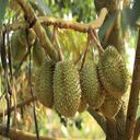 durian tree wallpaper with fruit  screen for extension Chrome web store in OffiDocs Chromium