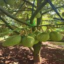 durian tree wallpaper with many fruits  screen for extension Chrome web store in OffiDocs Chromium