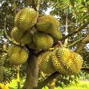 durian wallpaper  screen for extension Chrome web store in OffiDocs Chromium