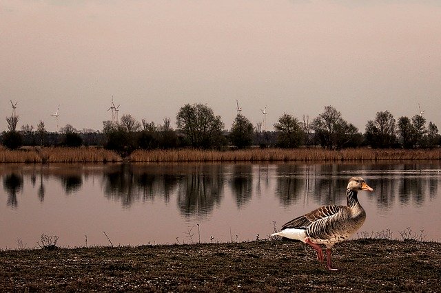 Free download Dusk Greylag Goose Landscape Water -  free photo or picture to be edited with GIMP online image editor