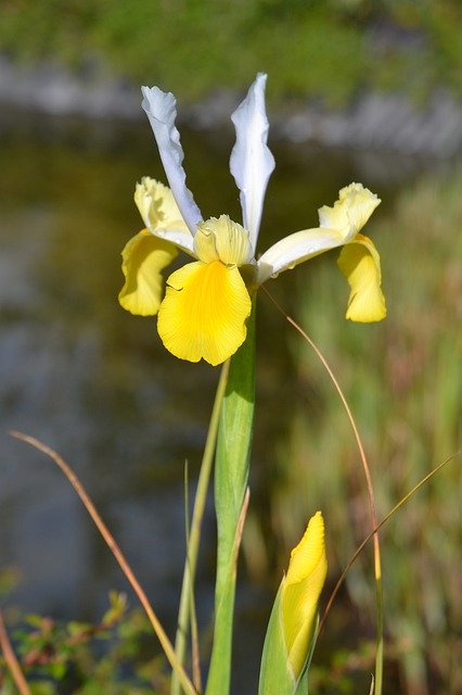 Unduh gratis Dutch Iris May Flower Yellow - foto atau gambar gratis untuk diedit dengan editor gambar online GIMP