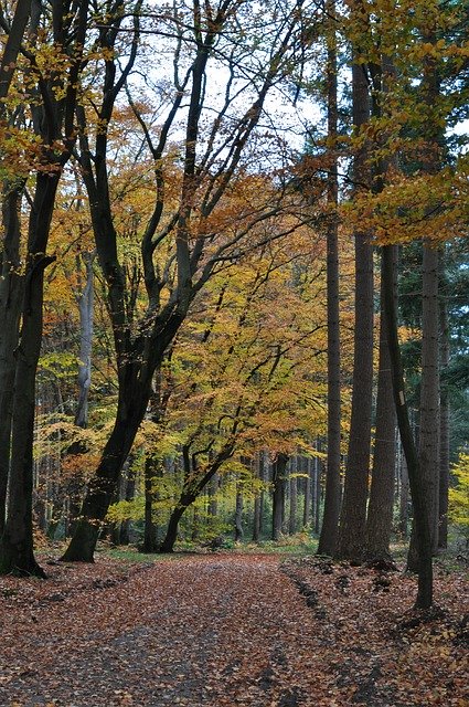 Muat turun percuma Dutch Trees Autumn - foto atau gambar percuma untuk diedit dengan editor imej dalam talian GIMP