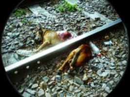 Free download Dvivididos free photo or picture to be edited with GIMP online image editor