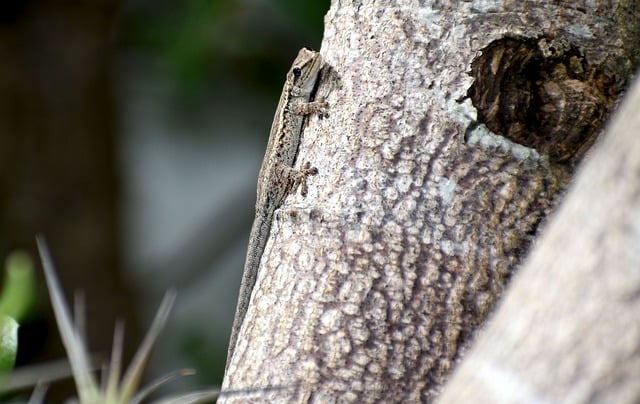 Free download dwarf gecko lizard reptile free picture to be edited with GIMP free online image editor