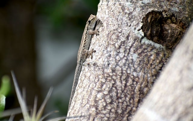 Muat turun percuma gambar percuma reptilia cicak gecko kerdil untuk diedit dengan editor imej dalam talian percuma GIMP