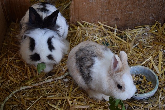 تنزيل Dwarf Rabbit Cute مجانًا - صورة مجانية أو صورة يتم تحريرها باستخدام محرر الصور عبر الإنترنت GIMP