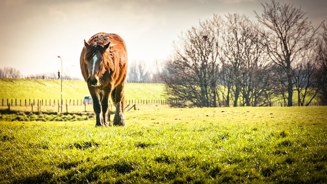 Free download dyke grass horse trees landscape free picture to be edited with GIMP free online image editor