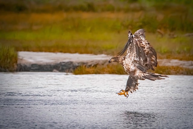 Free download eagle bald eagle bird juvenile free picture to be edited with GIMP free online image editor