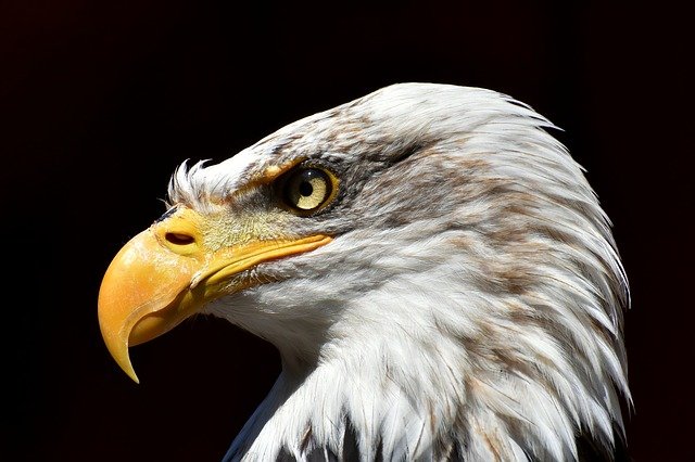 Free download eagle bald eagle bird raptor free picture to be edited with GIMP free online image editor