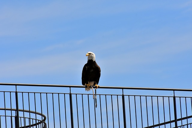 Free download eagle bald eagle to sit bird free picture to be edited with GIMP free online image editor