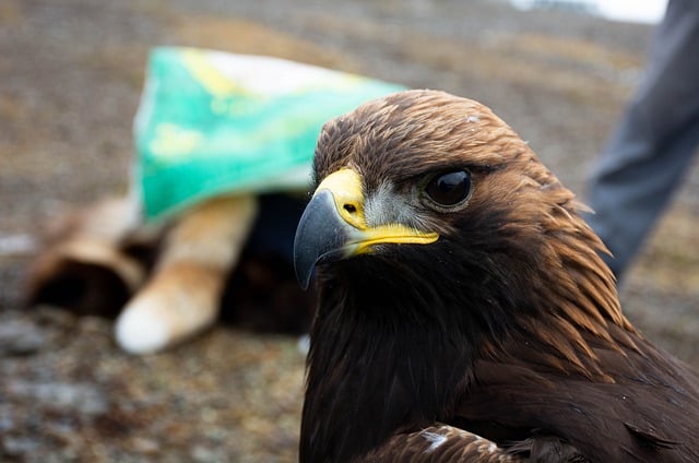 دانلود رایگان عکس حیوانات مغولستان پرنده عقاب برای ویرایش با ویرایشگر تصویر آنلاین رایگان GIMP