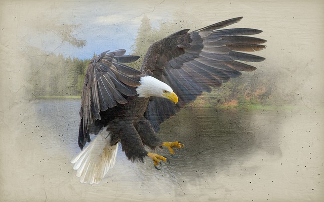 Free download eagle bird background nature free picture to be edited with GIMP free online image editor