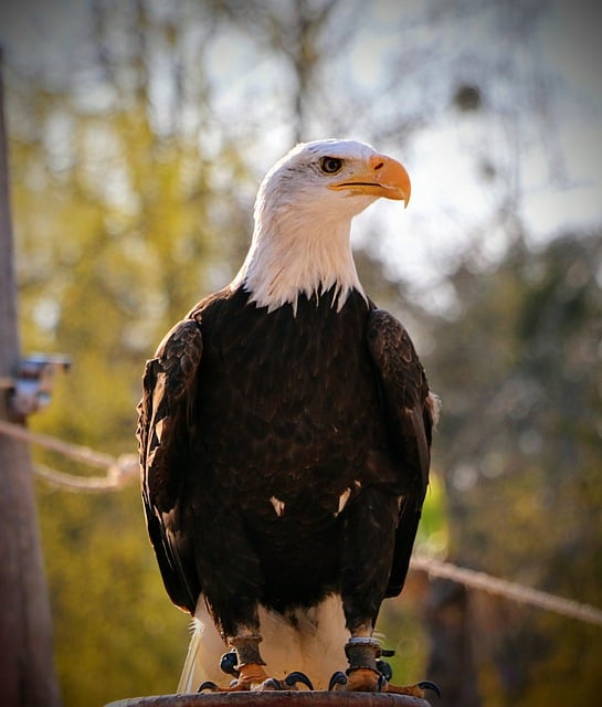 Free download eagle bird beak plumage nature free picture to be edited with GIMP free online image editor