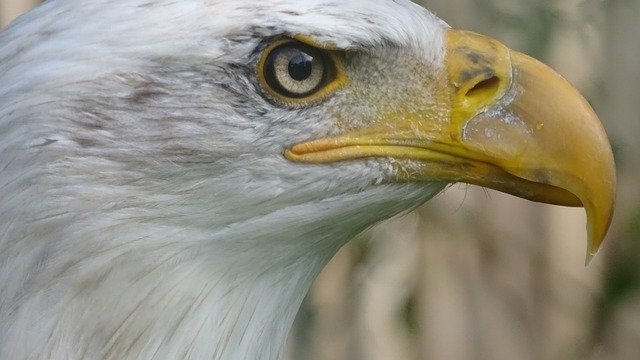 Muat turun percuma Eagle Bird Of Prey - foto atau gambar percuma untuk diedit dengan editor imej dalam talian GIMP