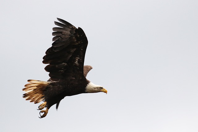 Free download eagle bird of prey bird canada free picture to be edited with GIMP free online image editor