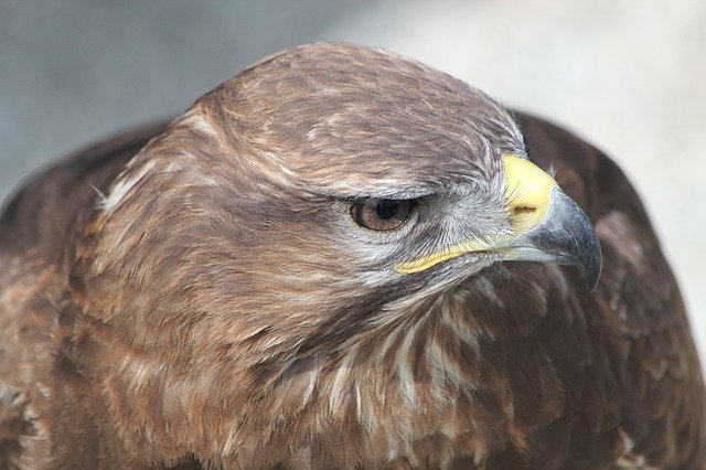 دانلود رایگان Eagle Bird Portrait - عکس یا تصویر رایگان قابل ویرایش با ویرایشگر تصویر آنلاین GIMP