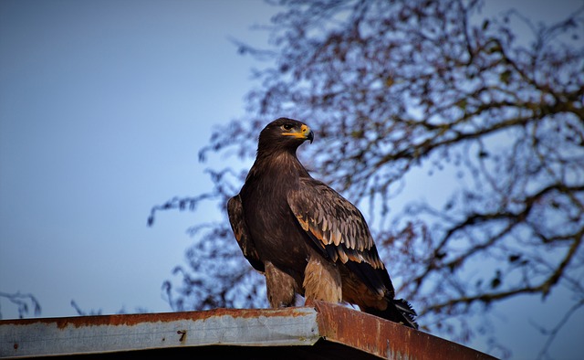 Free download eagle birds of prey raptor bird free picture to be edited with GIMP free online image editor
