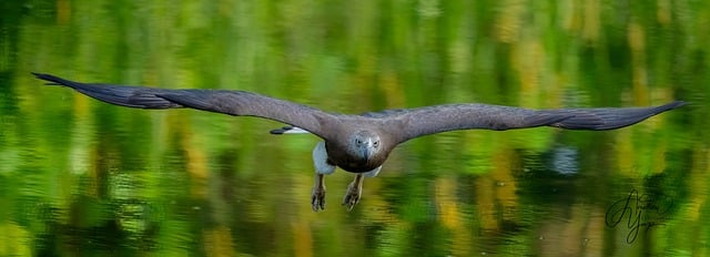 Free download eagle bird wings fishing free picture to be edited with GIMP free online image editor
