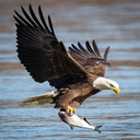 Eagle catching fish wallpaper  screen for extension Chrome web store in OffiDocs Chromium