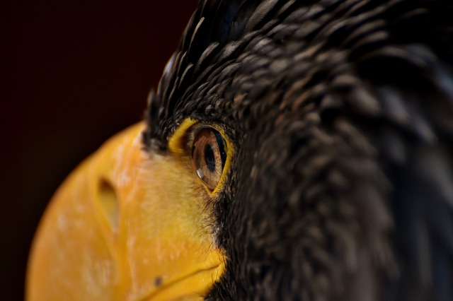 Free download eagle eye eagle eye bird raptor free picture to be edited with GIMP free online image editor