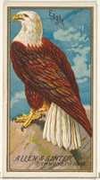 Free download Eagle, from the Birds of America series (N4) for Allen & Ginter Cigarettes Brands free photo or picture to be edited with GIMP online image editor