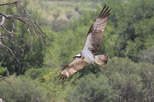 Unduh gratis Eagle In Flight - foto atau gambar gratis untuk diedit dengan editor gambar online GIMP