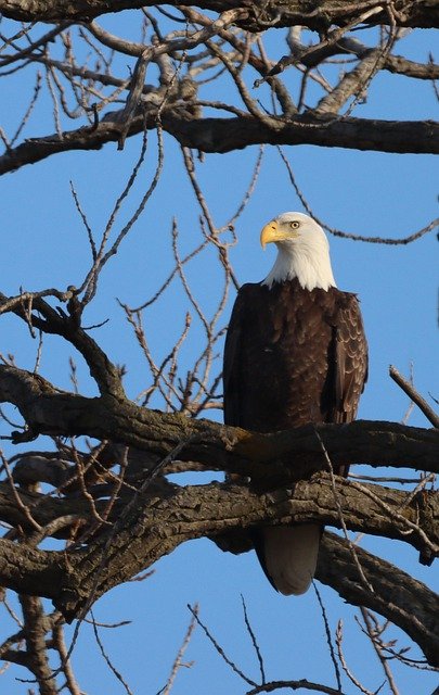 Template Photo Eagle Majestic Bird -  for OffiDocs