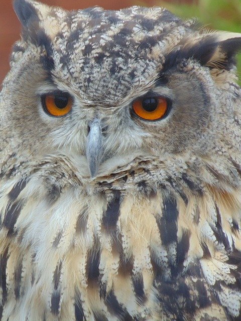 Unduh gratis Eagle Owl Bird Nature - foto atau gambar gratis untuk diedit dengan editor gambar online GIMP