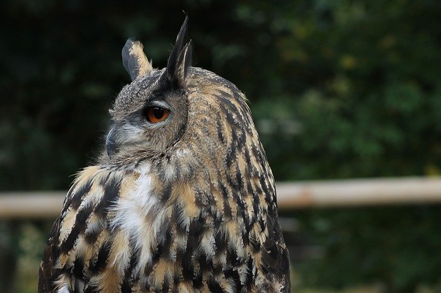 Free picture Eagle Owl European Bird -  to be edited by GIMP free image editor by OffiDocs
